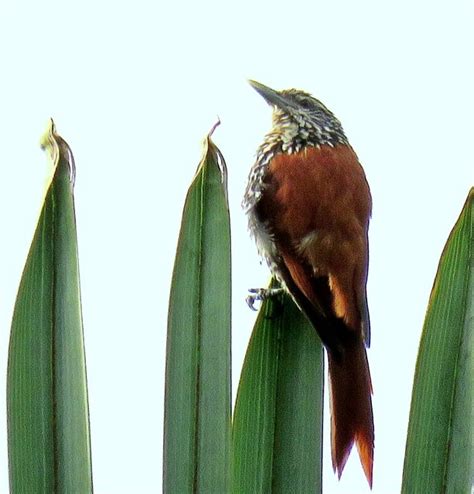 Foto Limpa Folha Do Buriti Berlepschia Rikeri Por Ivo Zecchin Wiki