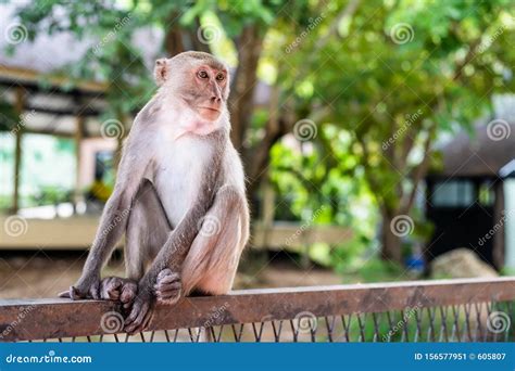 O Macaco Pensativo Senta Se Em Um Ramo De Rvore Na Natureza Imagem De