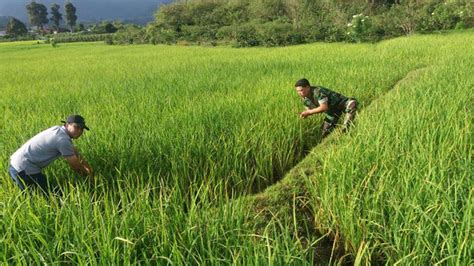 Cara Merawat Tanaman Padi Yang Baik Dan Benar