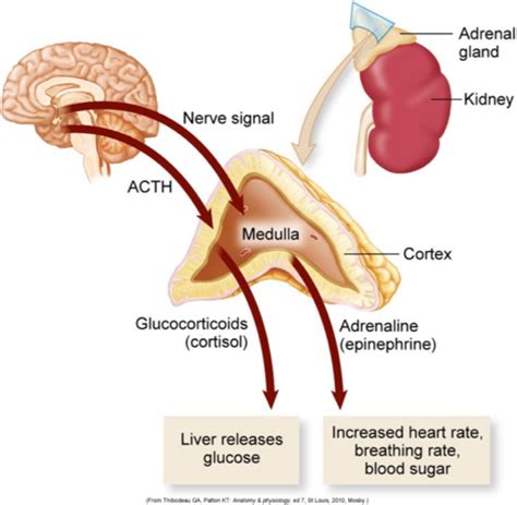 Exam Stress And Disease And Altered Cellular And Tissue Biology