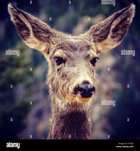 Female deer portrait Stock Photo - Alamy