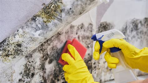 Problems With DIY Mold Removal | Pure Maintenance NE