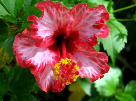 Samoa Hibiscus Flower Empuni Flickr