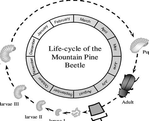 Bark Beetle Life Cycle