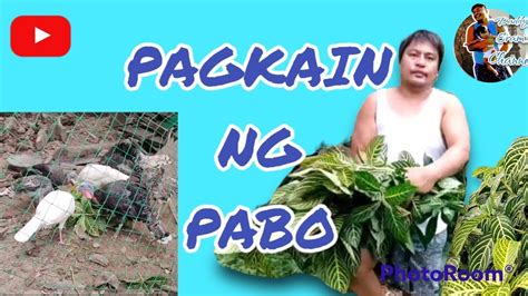 Pagkain Ng Alagang Pabo Youtube