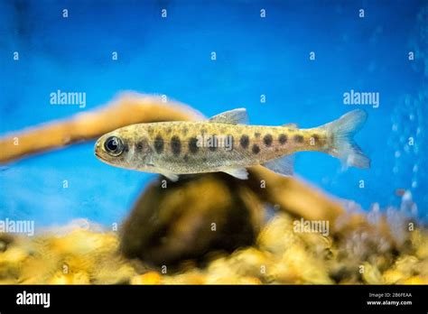 Atlantic Salmon Fry