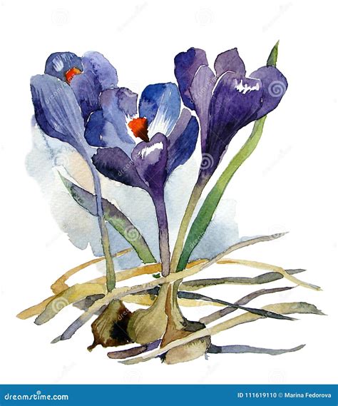 First Flowers Watercolor Purple Crocuses With Bulbs Stock Illustration