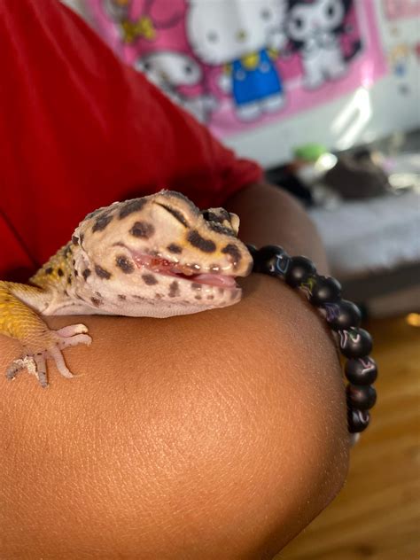 tips for gecko scared easily 6