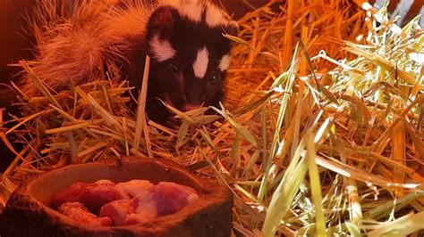 African Polecat Making Cute Growls Youtube