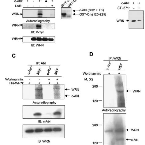 C Abl Phosphorylates Wrn In Vitro A Kinase Assays Were Conducted By