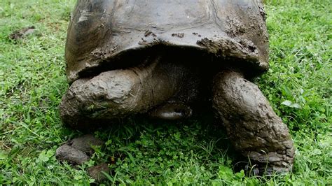 El Crucero Las Tortugas Gigantes De Islas Gal Pagos Youtube