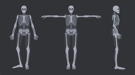 Human Skeleton X Ray Detailed Radiology Full Body Bone Structure Anat