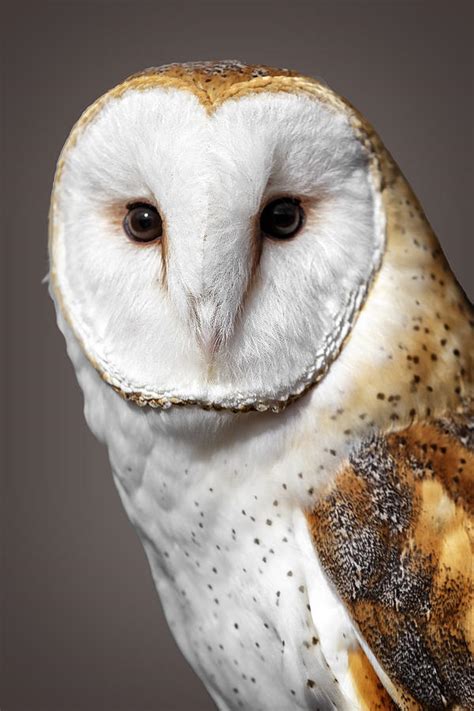 Beautiful Barn Owl Photograph By Wes And Dotty Weber Fine Art America