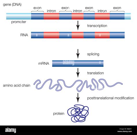 Rna dna transcription hi-res stock photography and images - Alamy