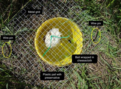 This Dung Baited Pitfall Trap Uses Two Plastic Pails 2 Litre