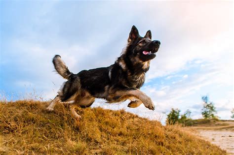 Grooming German Shepherd Dogs | Pride+Groom