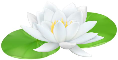 Transparent Background Water Lily Png Clip Art Library Images