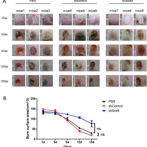 Human Umbilical Cord Mesenchymal Stem Cells A Huc Mscs Growth From Download Scientific