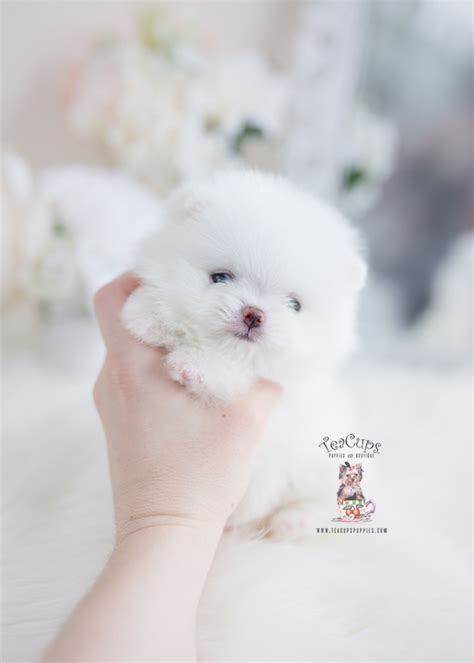 Teacup Pomeranian Breeder FL | Teacup Puppies & Boutique