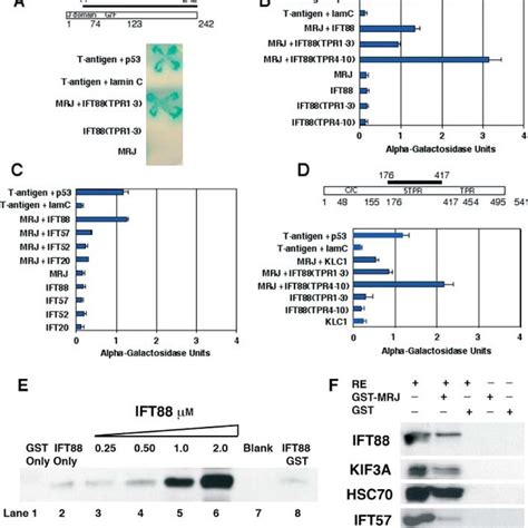 Co Immunoprecipitation Of MRJ And HSC70 With IFT Proteins A Co IP Of