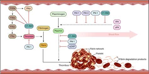 The fibrinolytic response. Coagulation results in thrombin cleavage of ...