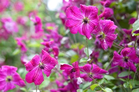 How To Grow Clematis Bbc Gardeners World Magazine