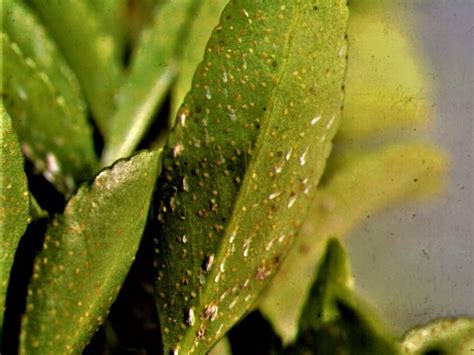 Some Key Armored Scales And Crawler Emergence — Plant And Pest Advisory