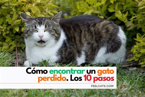 C Mo Encontrar Un Gato Perdido En Pasos Feelcats