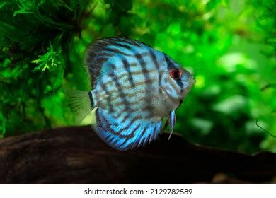 Blue Turquoise Discus Symphysodon Aequifasciatus Stock Photo