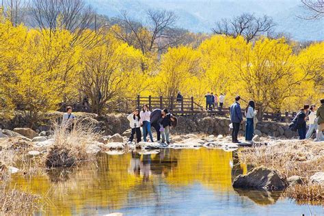 "이번 주말부터 딱 9일!"… 90만 명이 반한 전국 최대 산수유 축제