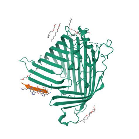 RCSB PDB 7NRF Crystal Structure Of E Coli BamA Beta Barrel In