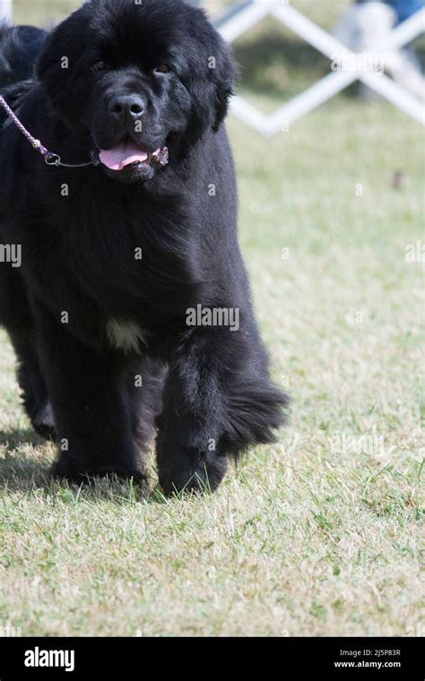 Newfoundland dogs hi-res stock photography and images - Alamy