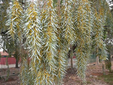 Acacia Pendula Australian Weeping Willow A Salicina In F Flickr