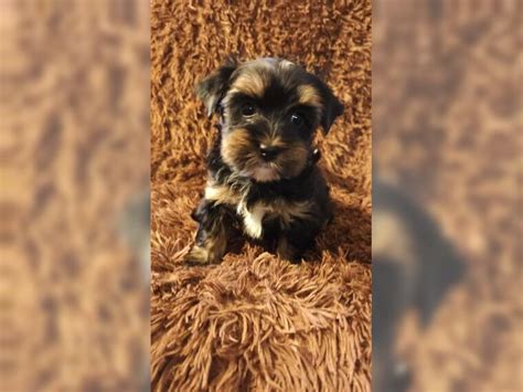 Yorkshire Terrier Kaufen Und Welpe Aus Birkenfeld Nahe