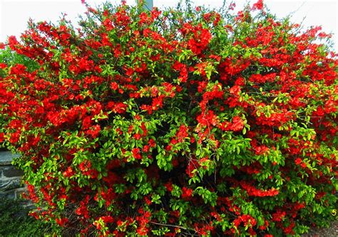 Айва японская в ландшафтном дизайне