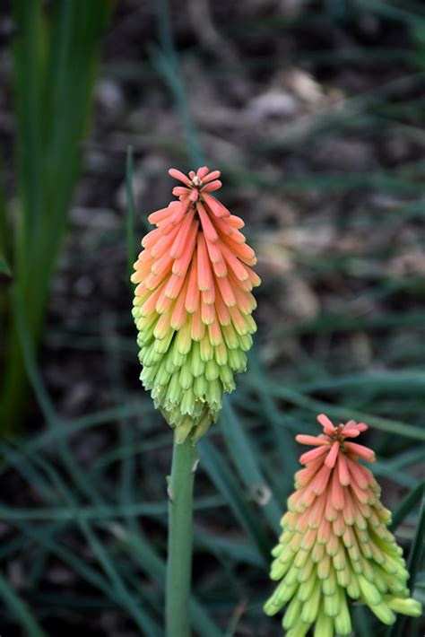 Click To View A Full Size Photo Of Fire Dance Torchlily Kniphofia