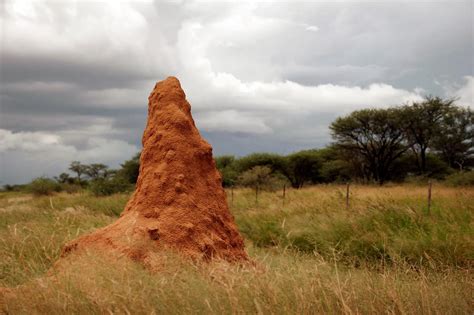 Termite mounds an inspiration for future climate-regulating buildings