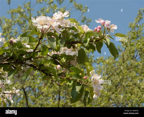 Apple Blossom Malus Pumila Stock Photo Alamy