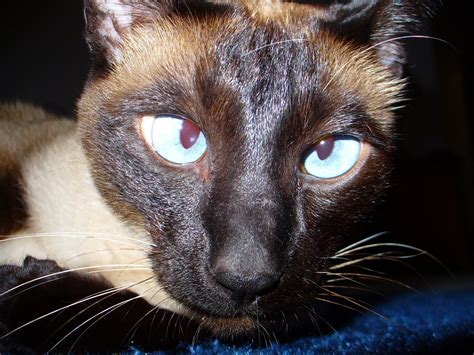 Why Are Siamese Cats Cross Eyed ThatCatBlog