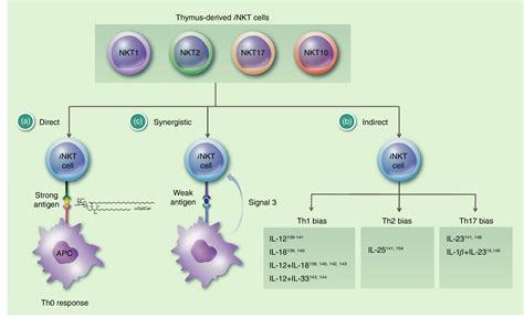 The Interaction Between Invariant Natural Killer T Cells And The Mucosal Microbiota Hapil