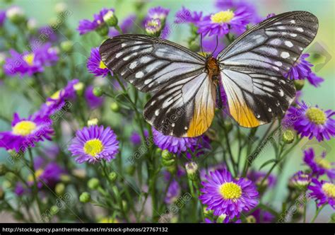 Schmetterling Calinaga Buddha Der Freak Lizenzfreies Foto