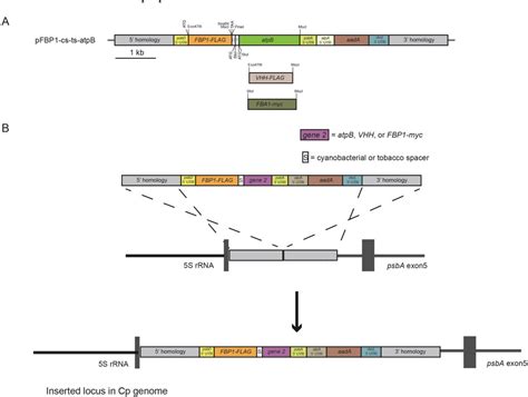 Figure 1 From New Synthetic Operon Vectors For Expressing Multiple