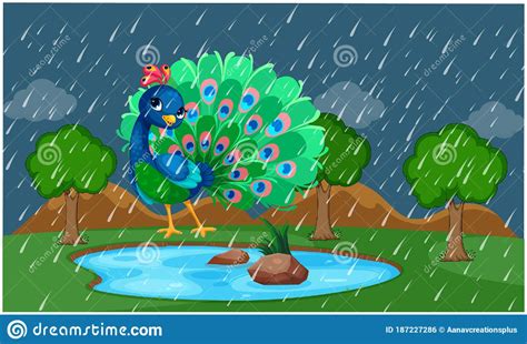 Peacock Is Dancing In A Park During Rain Stock Vector Illustration Of