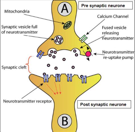 Biology Unit 6 Synaptic Transmission Flashcards Quizlet