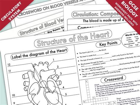 Biology GCSE Revision: Heart and Circulation Worksheet Pack UPDATED ...