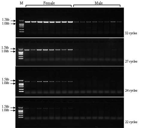 Detection Of Sex Specific Marker Ps3137s1 In Male And Female Pelodiscus