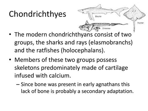 Gnathostomes Shark Dissection Ppt Download