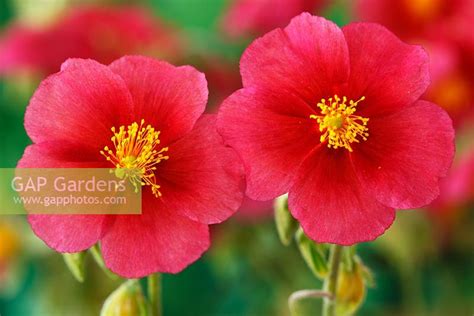 Gap Gardens Helianthemum Ben Ledi Rock Rose In June Image No