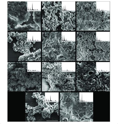 | High-resolution scanning electron microscopy and energy-dispersive... | Download Scientific ...