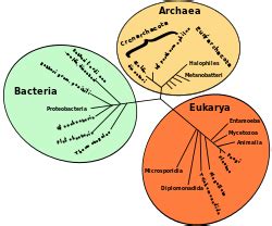 Dominios Biol Gicos Mind Map